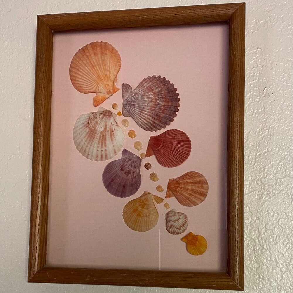 Scallop Shell Framed Beach Wall Art Decor 10"x 14"